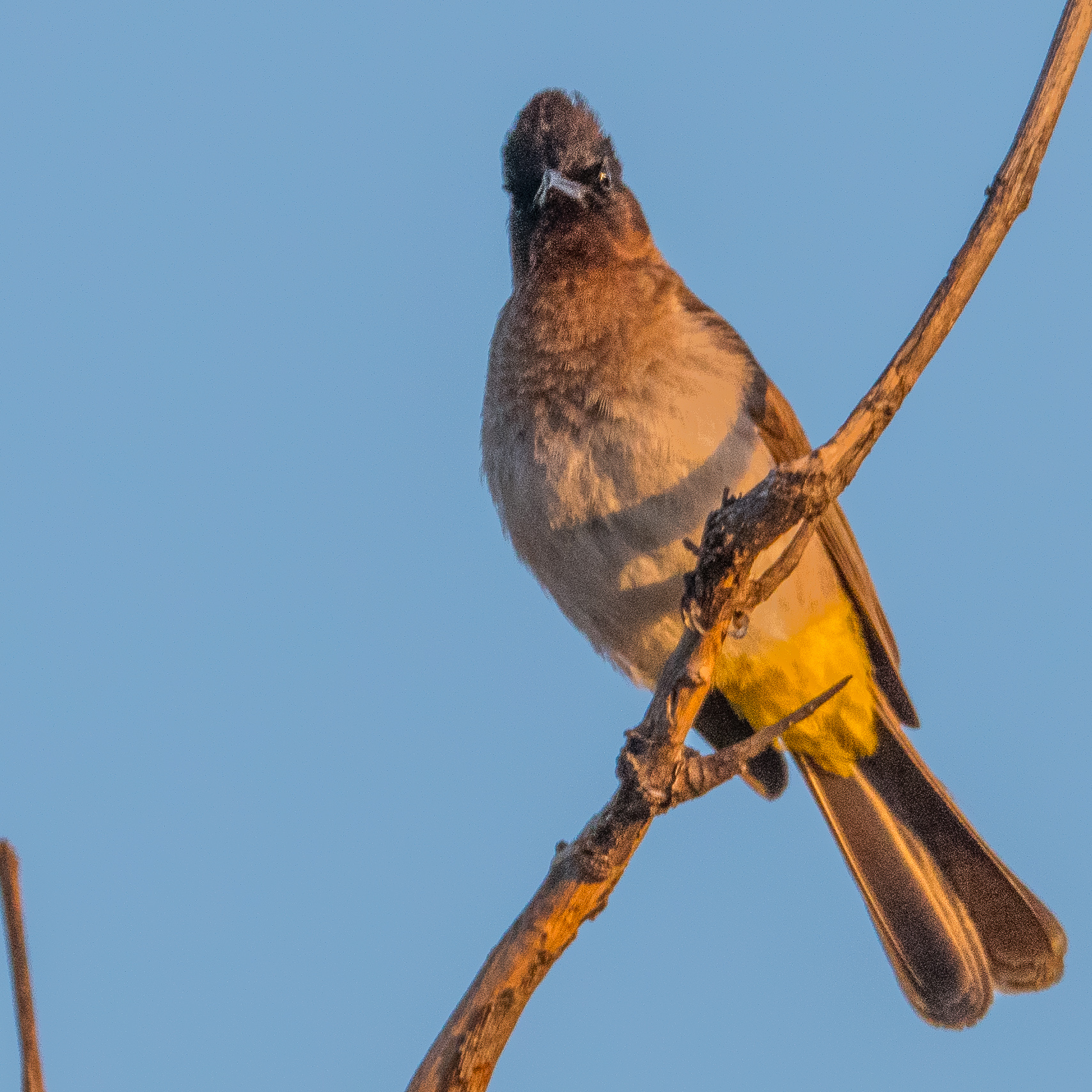 Bulbul tricolore (Dark-capped bulbul, Pycnonotus tricolor), adulte au lever du jour, Chobe National Park, Botswana